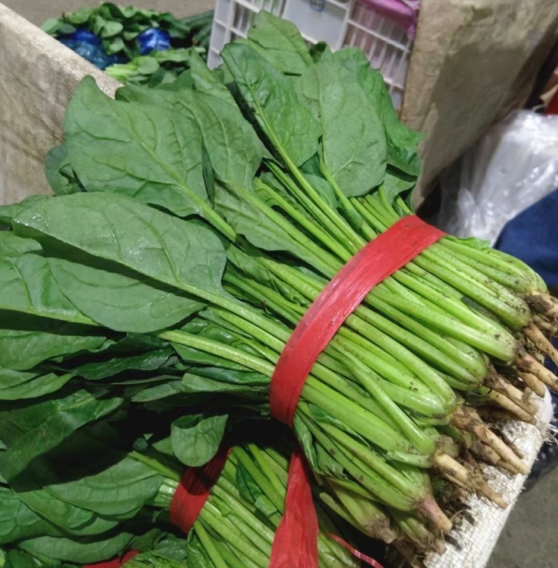江苏通州菠菜小叶菠菜基地直供量大从优实力代发全国