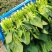 江苏通州菠菜小叶菠菜基地直供量大从优实力代发全国