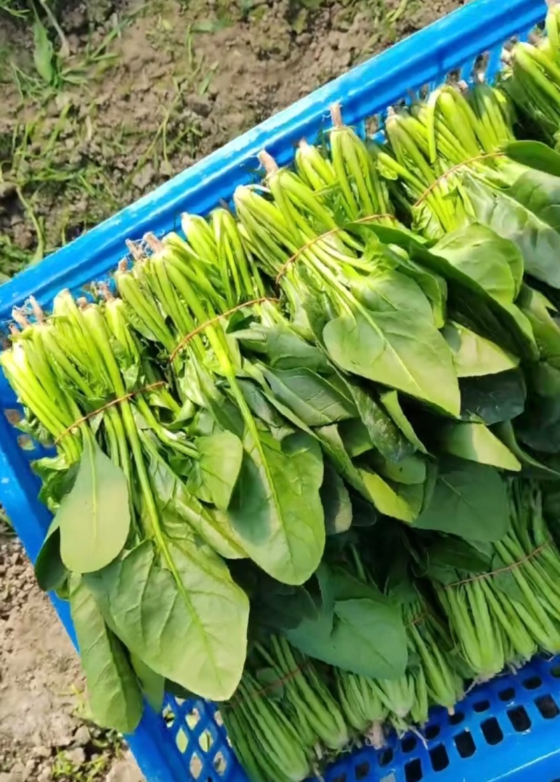 江苏通州菠菜小叶菠菜基地直供量大从优实力代发全国