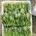 江苏通州菠菜小叶菠菜基地直供量大从优实力代发全国