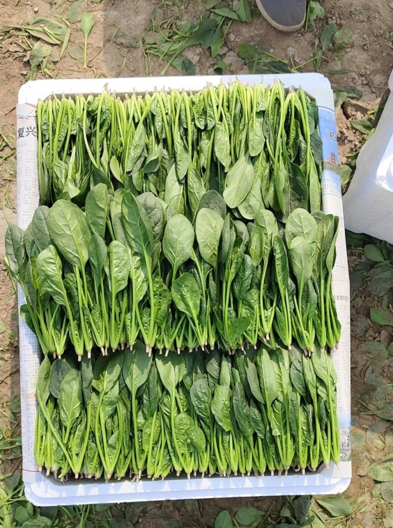 江苏通州菠菜小叶菠菜基地直供量大从优实力代发全国