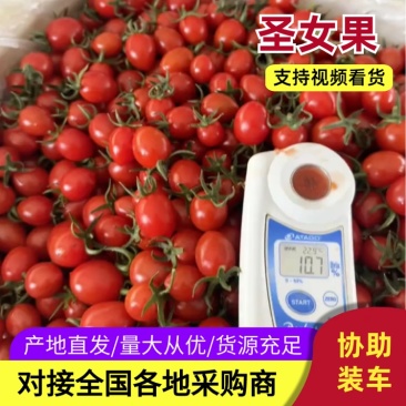 釜山88圣女果产地直发品质保证一手货源
