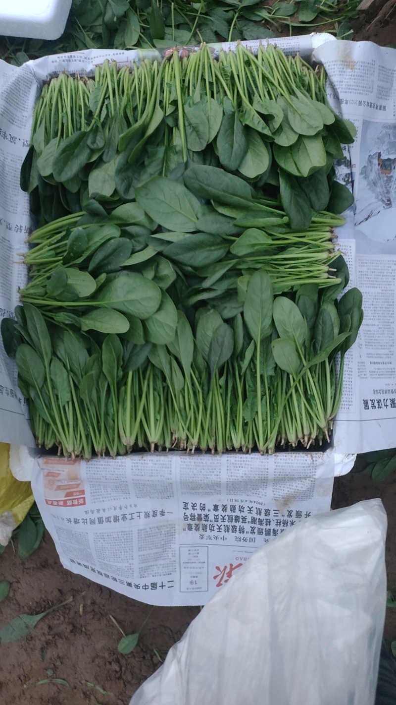 山东滨州惠民县泡沫箱菠菜基地大量上市保质保量发全国