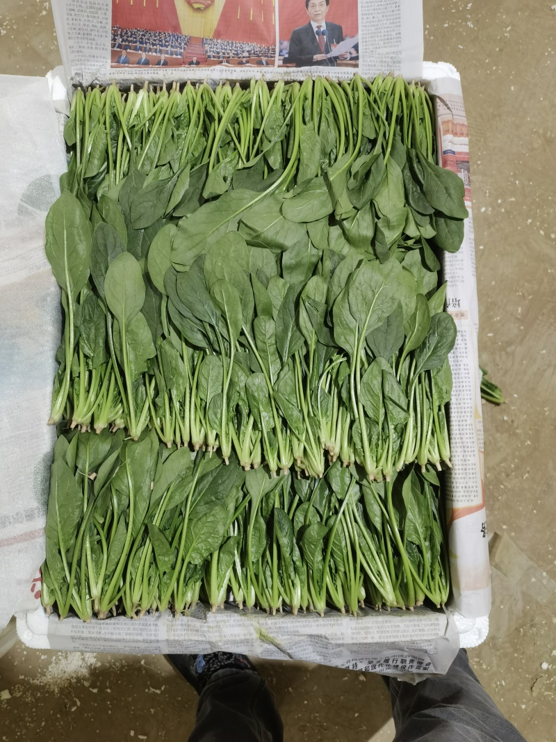 山东滨州惠民县泡沫箱菠菜基地大量上市保质保量发全国