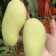 金煌芒