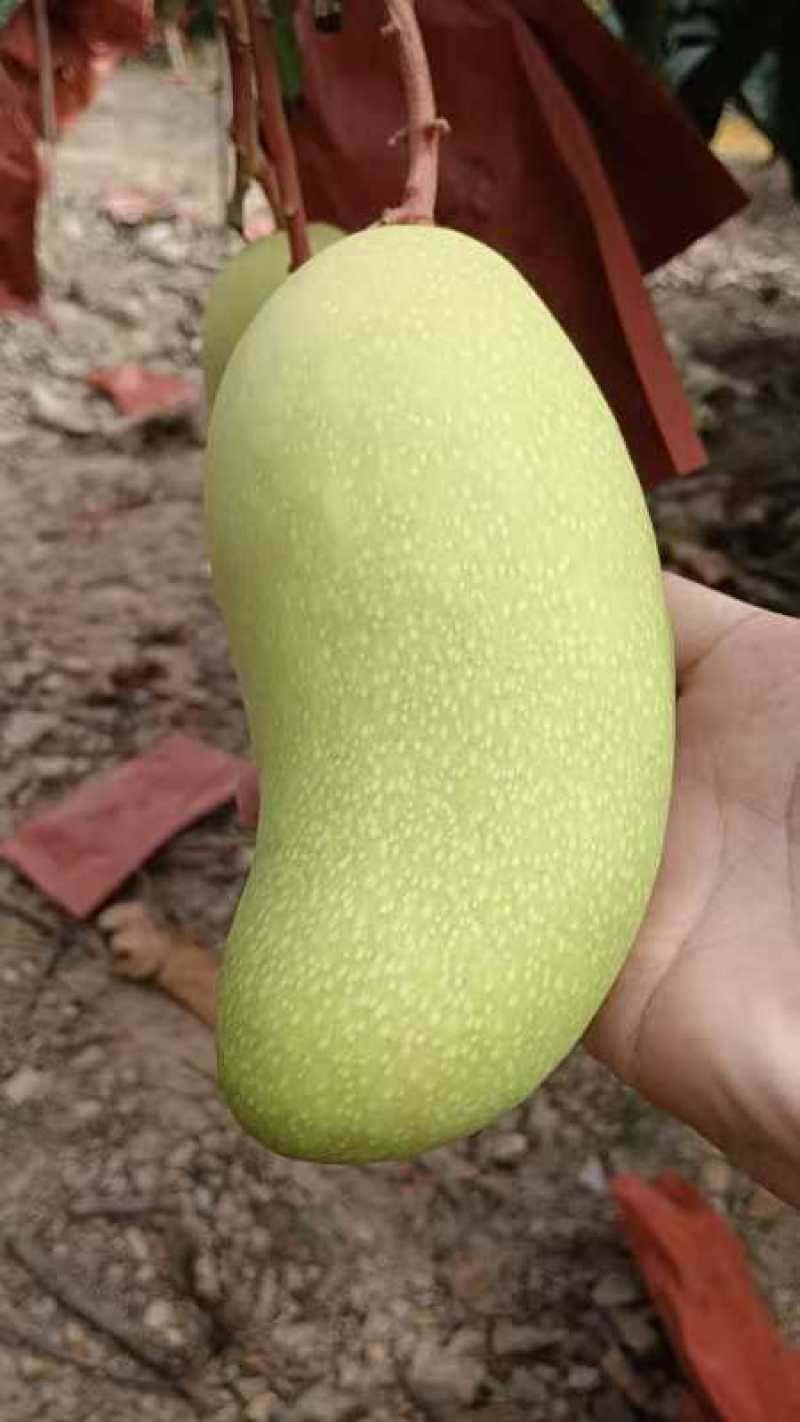 金煌芒