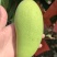 金煌芒
