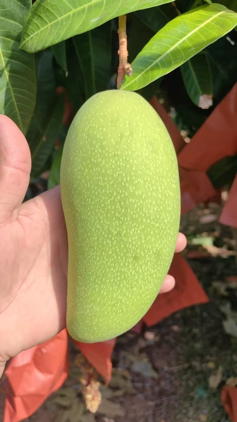 金煌芒