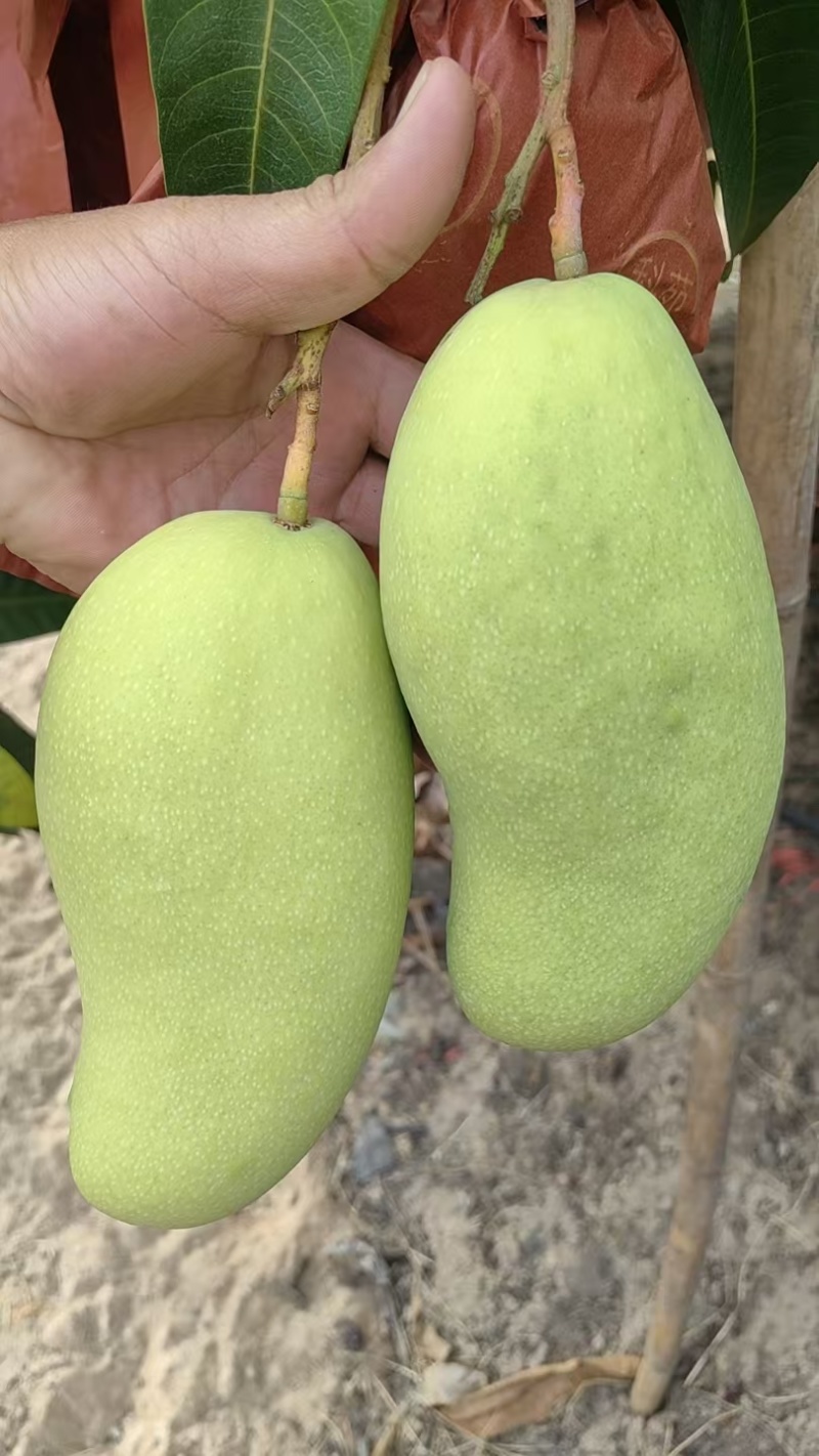 金煌芒