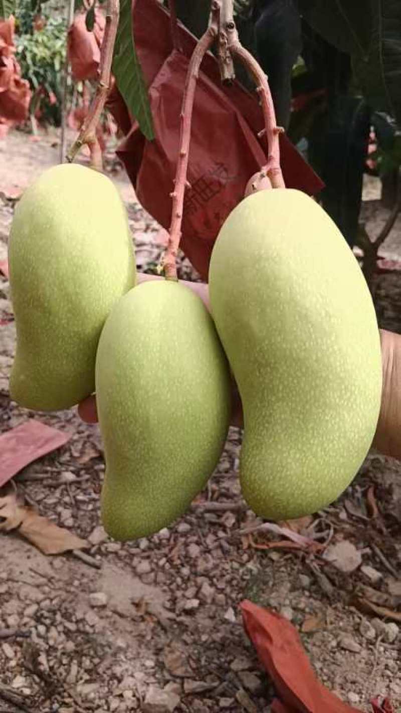 金煌芒