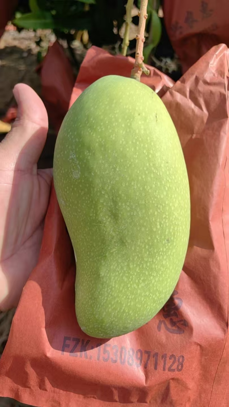 金煌芒