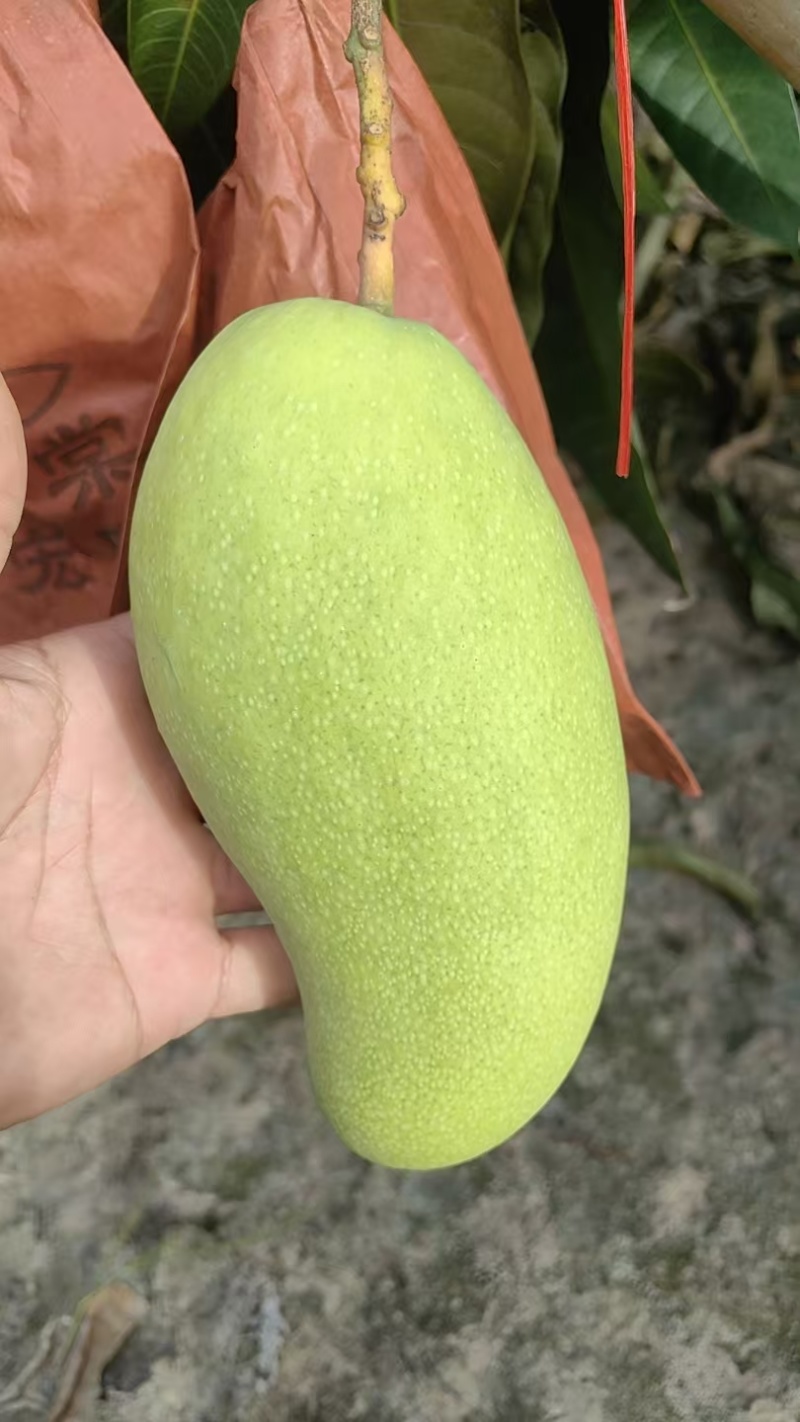 金煌芒