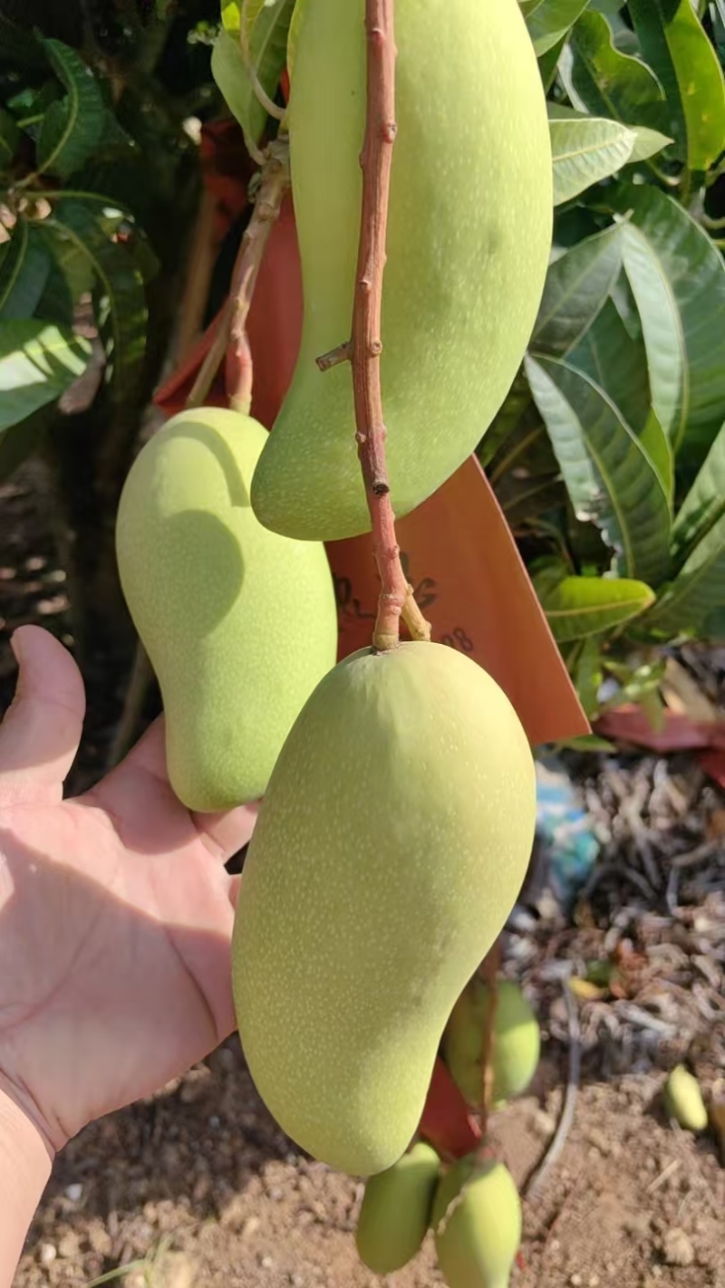 金煌芒
