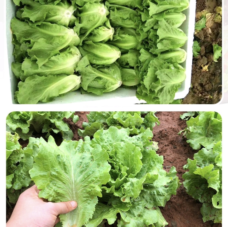 江苏南通生菜，意大利生菜，大颗生菜，货源充足基地发货