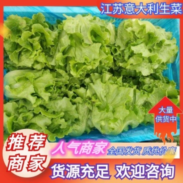 江苏南通生菜，意大利生菜，大颗生菜，货源充足基地发货