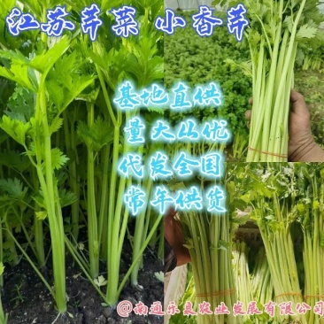 江苏芹菜小香芹产地一手货源质量好价格优各大电商市场