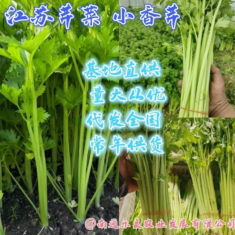 江苏芹菜小香芹产地一手货源质量好价格优各大电商市场