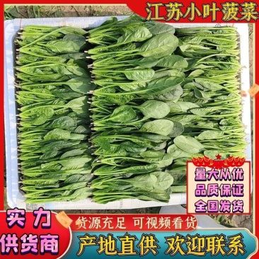 江苏通州菠菜小叶菠菜基地直供量大从优实力代发全国