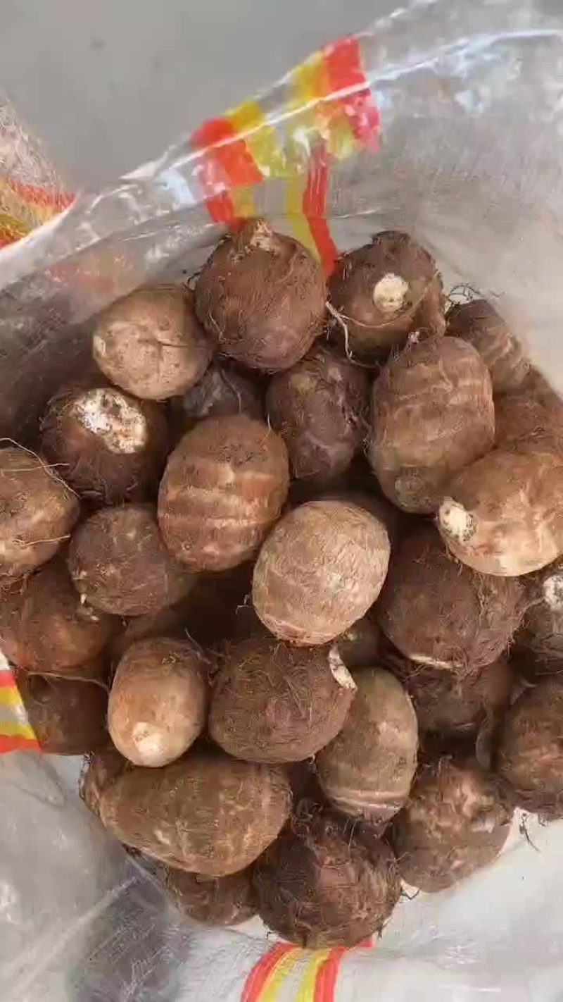精品毛芋头电商社区团购货源通货小球/中球/大球坏烂包赔