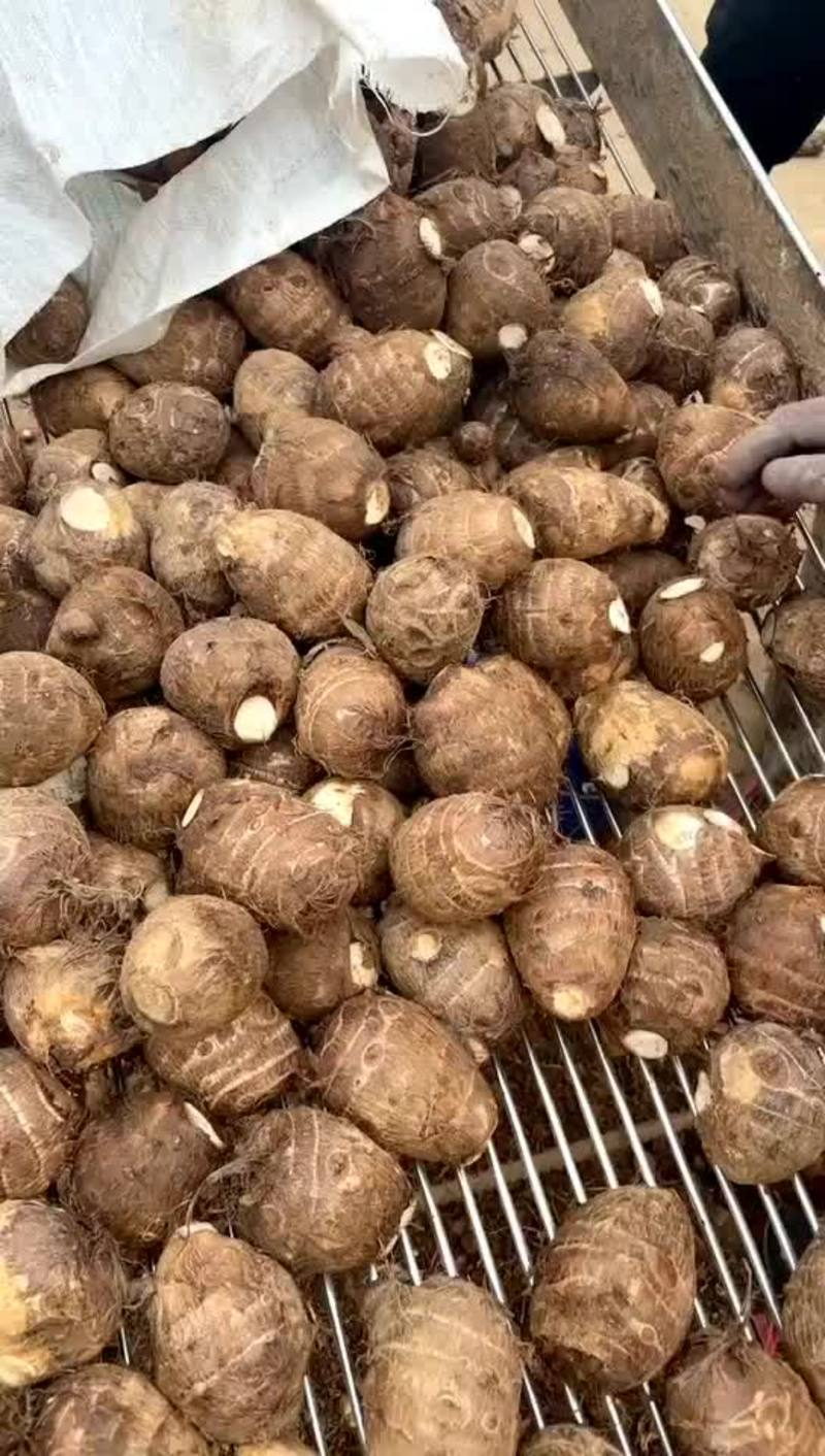 精品毛芋头电商社区团购货源通货小球/中球/大球坏烂包赔