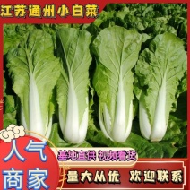 毛白菜【基地发货】精品小白菜，杭白菜大量上市中，现挖现发