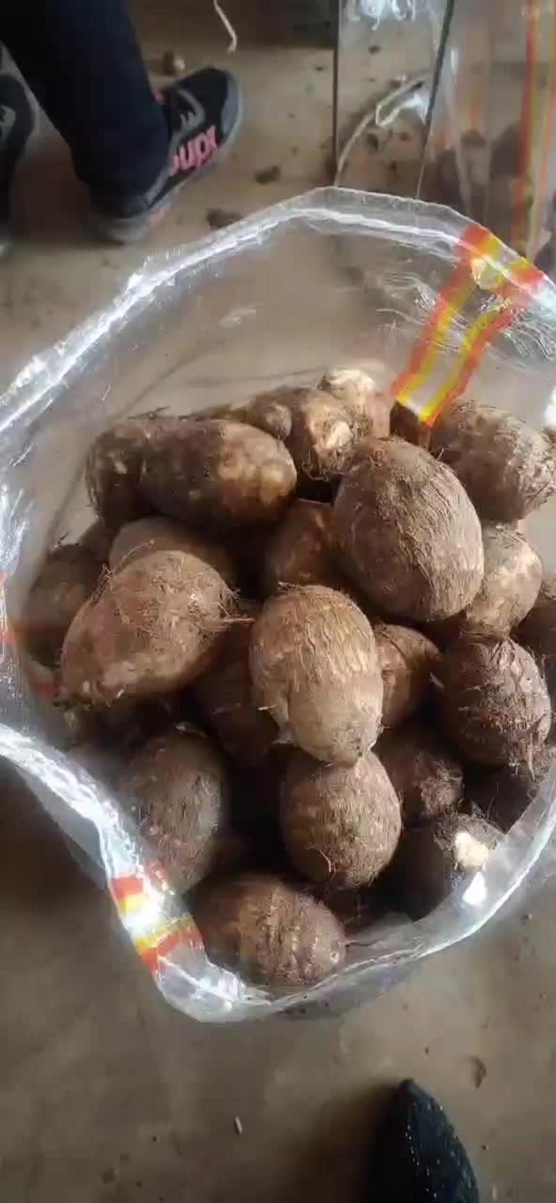 精品毛芋头电商社区团购货源通货小球/中球/大球坏烂包赔