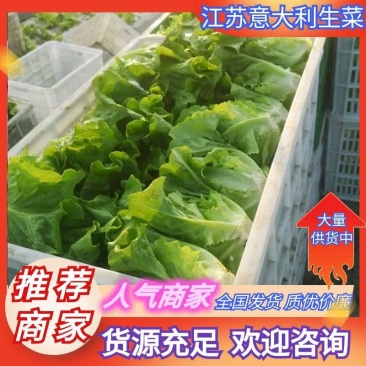 江苏意大利生菜，精品生菜大量上市，供商超超市，批发市场批发商