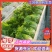 江苏意大利生菜，精品生菜大量上市，供商超超市，批发市场批发商