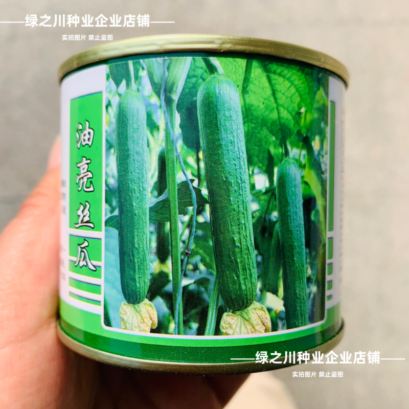 绿盈103短棒香丝瓜种子油皮抗病高产油亮丝瓜种子绿玲珑