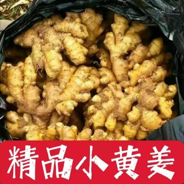 精品小黄姜原产地对接超市电商批发商零售商欢迎下单咨询