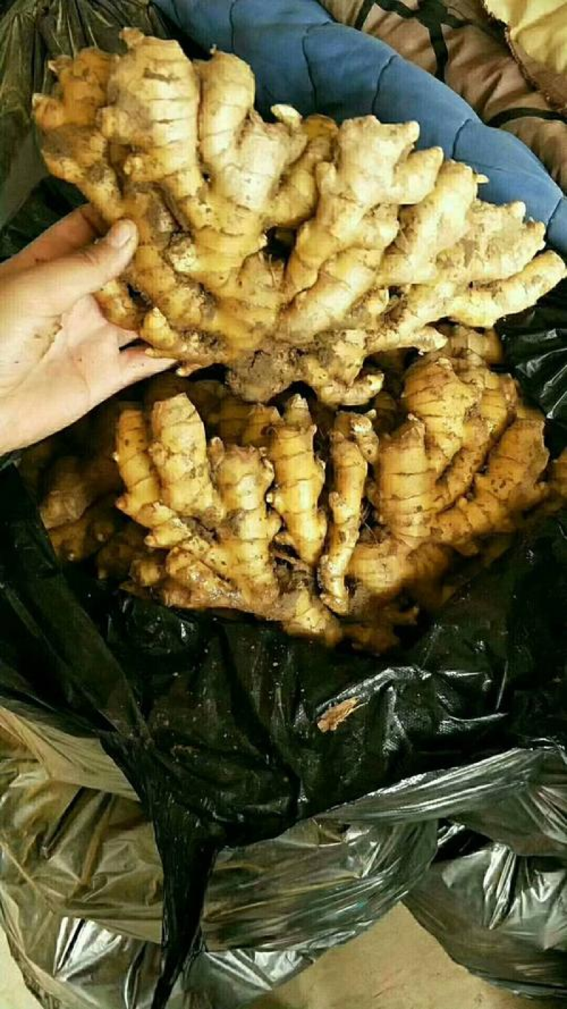 精品小黄姜原产地对接超市电商批发商零售商欢迎下单咨询