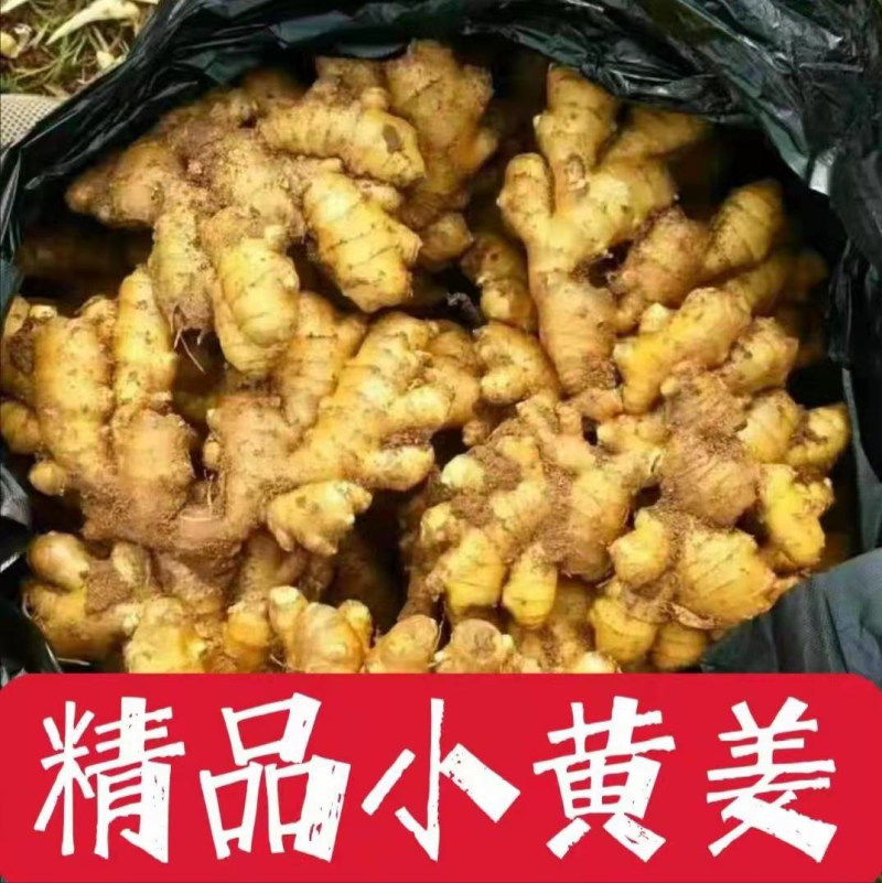 精品小黄姜原产地对接超市电商批发商零售商欢迎下单咨询