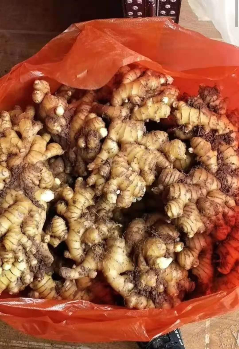 精品小黄姜原产地对接超市电商批发商零售商欢迎下单咨询