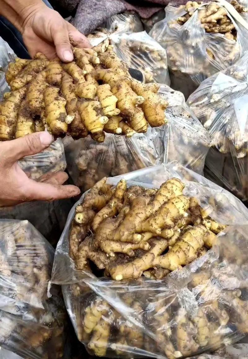 精品小黄姜原产地对接超市电商批发商零售商欢迎下单咨询
