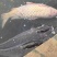 生态大湖鲤鱼