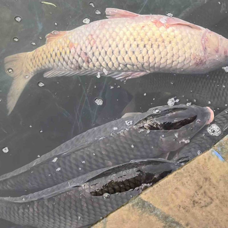 生态大湖鲤鱼