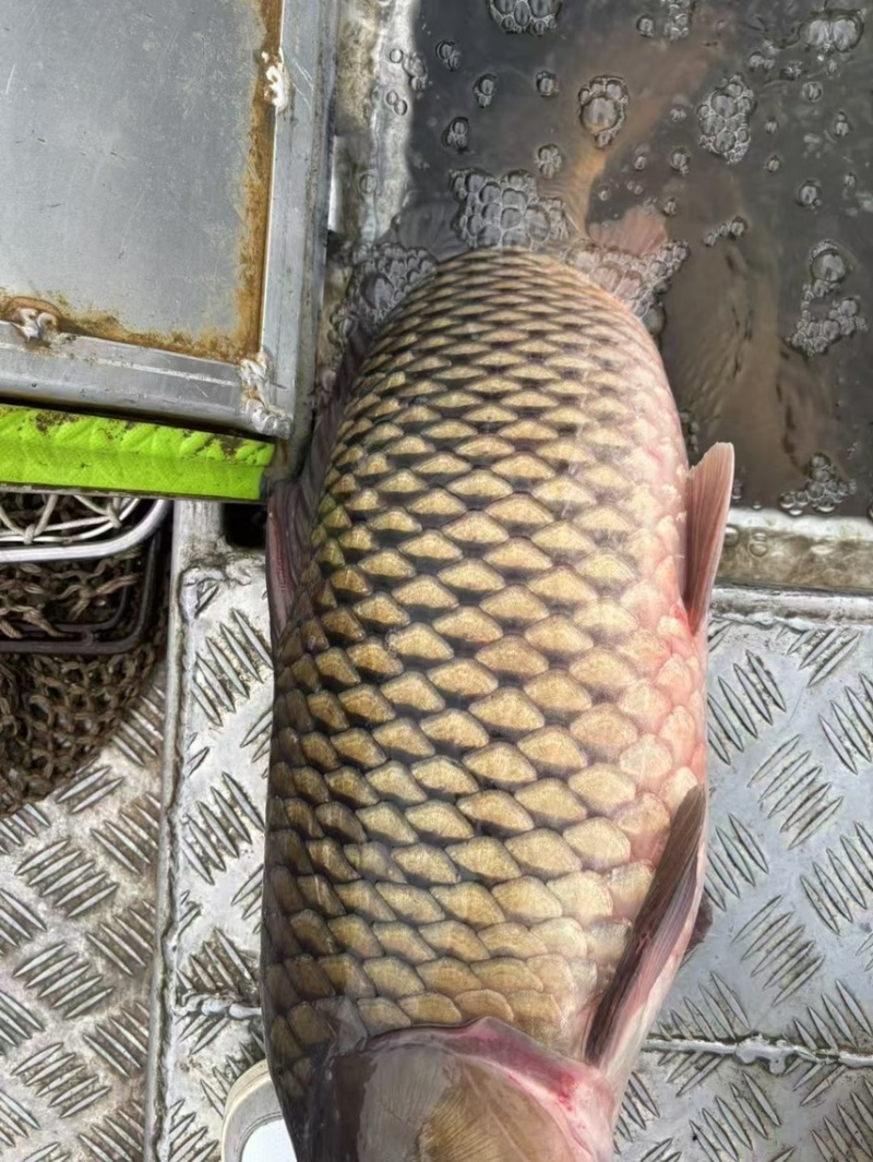 生态大湖鲤鱼
