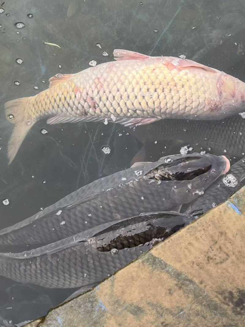 生态大湖鲤鱼