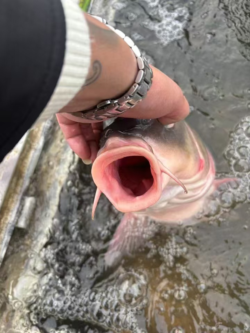 生态大湖鲤鱼