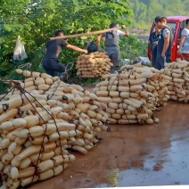 高品质莲藕，现采现发，基地直供，诚信经营保证质量
