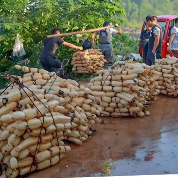高品质莲藕，现采现发，基地直供，诚信经营保证质量