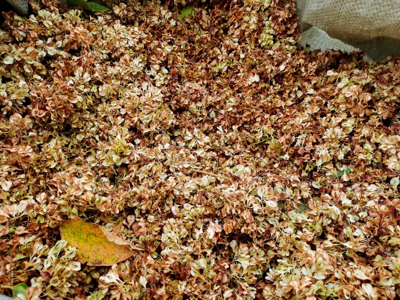 驯化虎杖种子