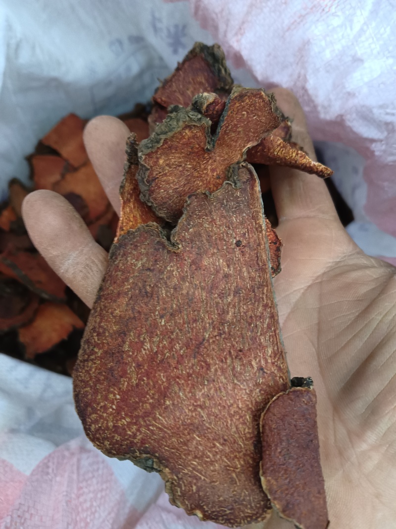 朱砂莲
