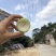 贵妃牛奶枣的品种起源于台湾，多年前引入福建漳州云霄种植