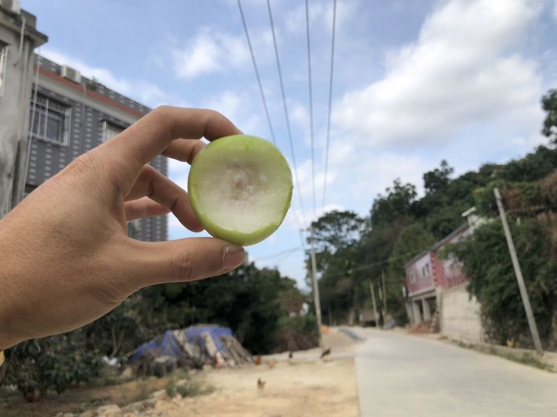 贵妃牛奶枣的品种起源于台湾，多年前引入福建漳州云霄种植