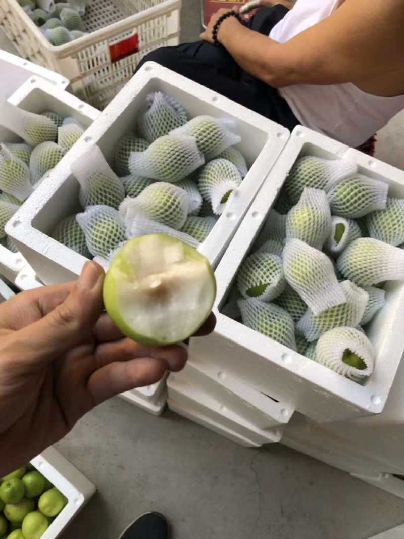 贵妃牛奶枣的品种起源于台湾，多年前引入福建漳州云霄种植