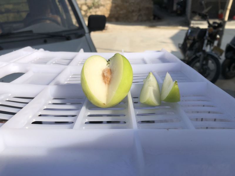 贵妃牛奶枣的品种起源于台湾，多年前引入福建漳州云霄种植