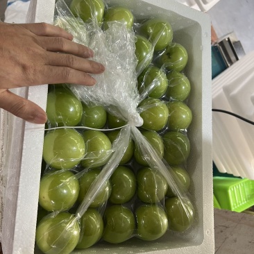 贵妃牛奶枣的品种起源于台湾，多年前引入福建漳州云霄种植