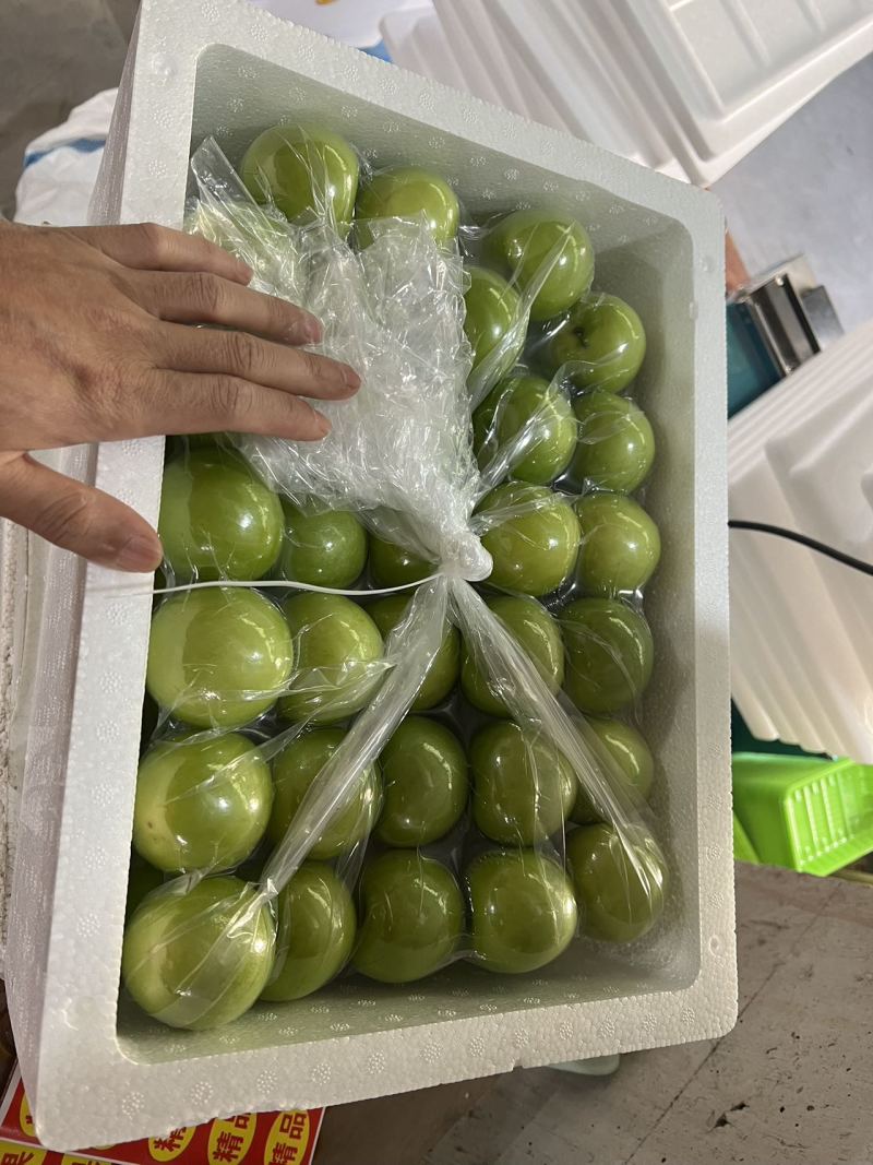 贵妃牛奶枣的品种起源于台湾，多年前引入福建漳州云霄种植