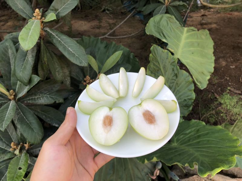 贵妃牛奶枣的品种起源于台湾，多年前引入福建漳州云霄种植